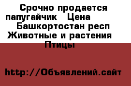 Срочно продается папугайчик › Цена ­ 2 000 - Башкортостан респ. Животные и растения » Птицы   
